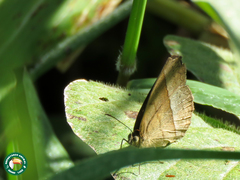 Capronnieria galesus