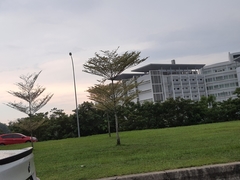 Terminalia molinetii