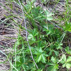 Potentilla intermedia