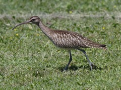 Numenius phaeopus