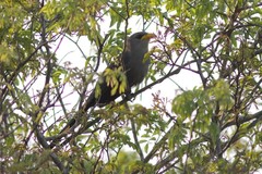 Ceuthmochares australis