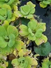 Pistia