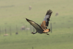 Eupodotis caerulescens