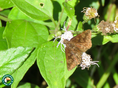 Viola alicus