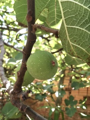 Ficus