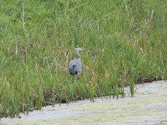 Ardea cinerea