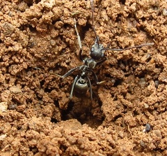 Ophthalmopone hottentota