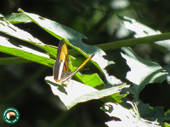 Adelpha calliphane