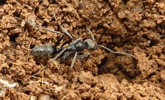 Ophthalmopone hottentota