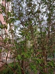 Syringa