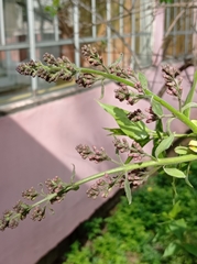 Syringa