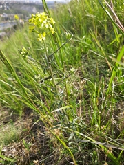 Erysimum crepidifolium
