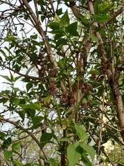 Syringa