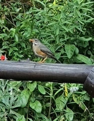 Turdus libonyana peripheris
