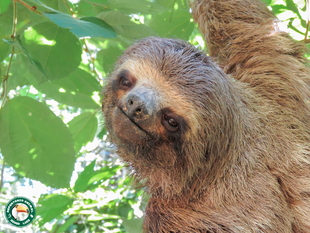 Brown-throated Sloth