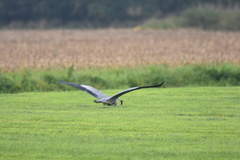 Ardea cinerea