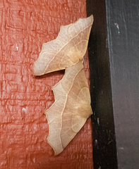 Tetracis cervinaria
