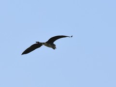 Ardea cinerea