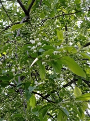 Prunus padus