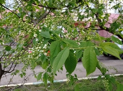 Prunus padus