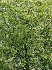 Prunus padus