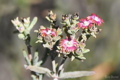 Delosperma testaceum