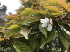 Prunus transarisanensis