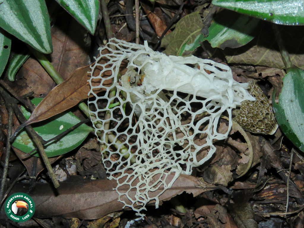 Phallus indusiatus · May 2021 · photo: © diogoluiz (iNaturalist, cc-by)