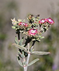 Delosperma testaceum