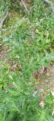 Carduus litigiosus