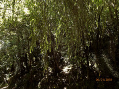 Metrosideros colensoi