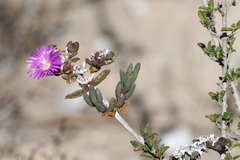 Delosperma versicolor