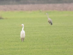 Ardea cinerea