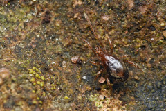 Pergamasus