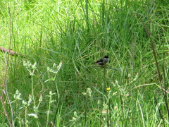 Coccopygia melanotis