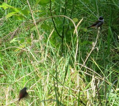 Coccopygia melanotis