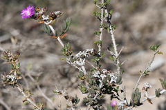 Delosperma versicolor