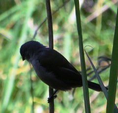 Coccopygia melanotis