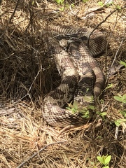 Pituophis melanoleucus melanoleucus