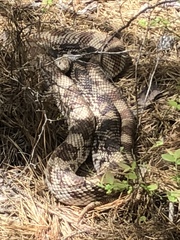 Pituophis melanoleucus melanoleucus