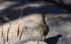 Scleroptila gutturalis