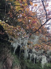 Prunus transarisanensis