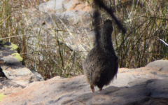 Scleroptila gutturalis