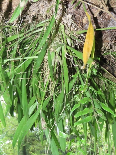 Image of Liparis condylobulbon by (c) chiuluan, some rights reserved (CC BY)