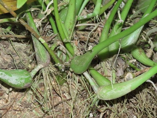 Image of Liparis condylobulbon by (c) chiuluan, some rights reserved (CC BY)