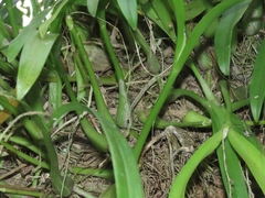 Liparis condylobulbon