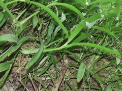 Liparis condylobulbon