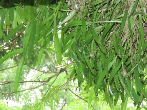 Image of Liparis condylobulbon by (c) chiuluan, some rights reserved (CC BY)