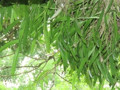 Liparis condylobulbon