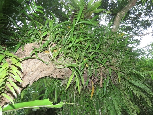 Image of Liparis condylobulbon by (c) chiuluan, some rights reserved (CC BY)